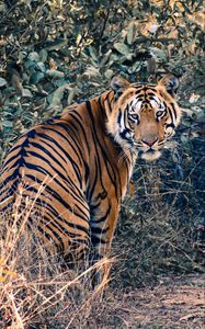 Preview wallpaper tiger, glance, animal, big cat, wild