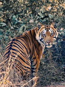 Preview wallpaper tiger, glance, animal, big cat, wild