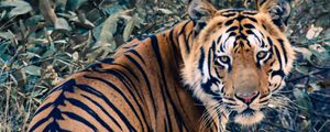 Preview wallpaper tiger, glance, animal, big cat, wild