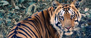 Preview wallpaper tiger, glance, animal, big cat, wild