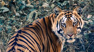 Preview wallpaper tiger, glance, animal, big cat, wild