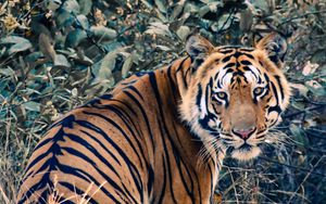 Preview wallpaper tiger, glance, animal, big cat, wild