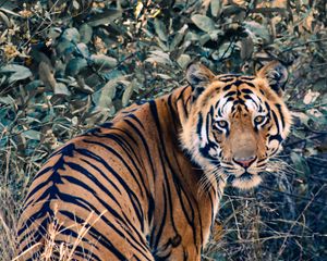 Preview wallpaper tiger, glance, animal, big cat, wild