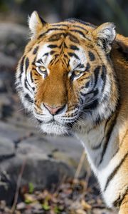 Preview wallpaper tiger, glance, animal, predator, brown, wild