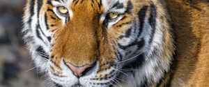 Preview wallpaper tiger, glance, animal, predator, brown, wild