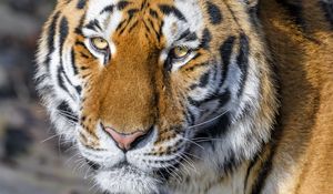 Preview wallpaper tiger, glance, animal, predator, brown, wild