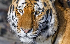 Preview wallpaper tiger, glance, animal, predator, brown, wild