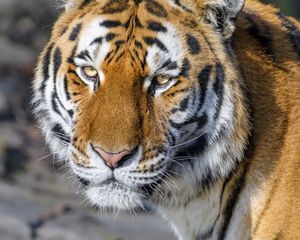 Preview wallpaper tiger, glance, animal, predator, brown, wild