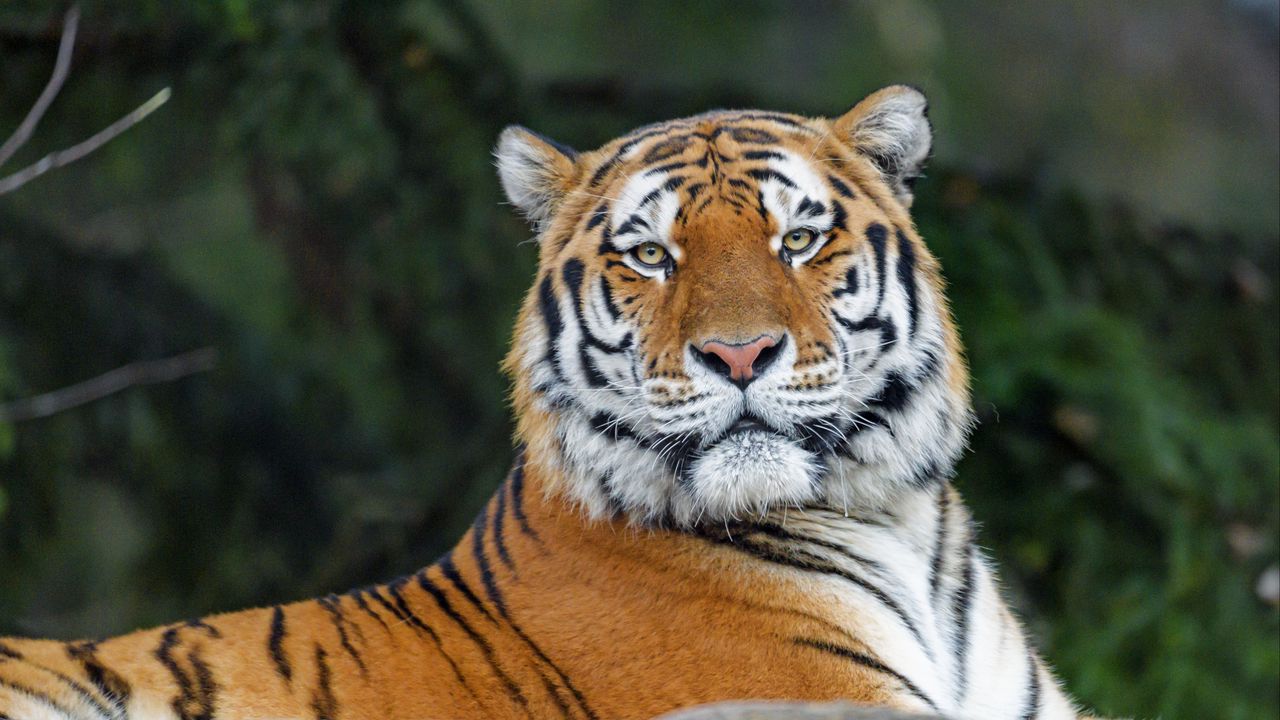 Wallpaper tiger, glance, animal, predator, wild