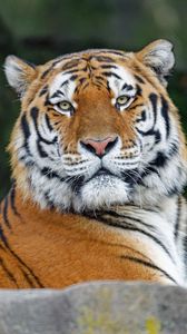 Preview wallpaper tiger, glance, animal, predator, wild