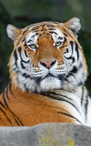 Preview wallpaper tiger, glance, animal, predator, wild