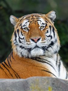 Preview wallpaper tiger, glance, animal, predator, wild