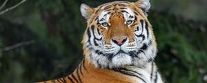Preview wallpaper tiger, glance, animal, predator, wild