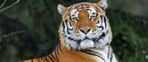 Preview wallpaper tiger, glance, animal, predator, wild