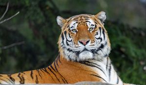 Preview wallpaper tiger, glance, animal, predator, wild