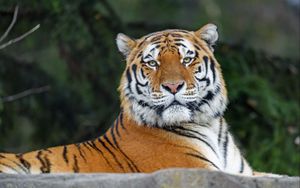 Preview wallpaper tiger, glance, animal, predator, wild