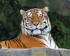 Preview wallpaper tiger, glance, animal, predator, wild