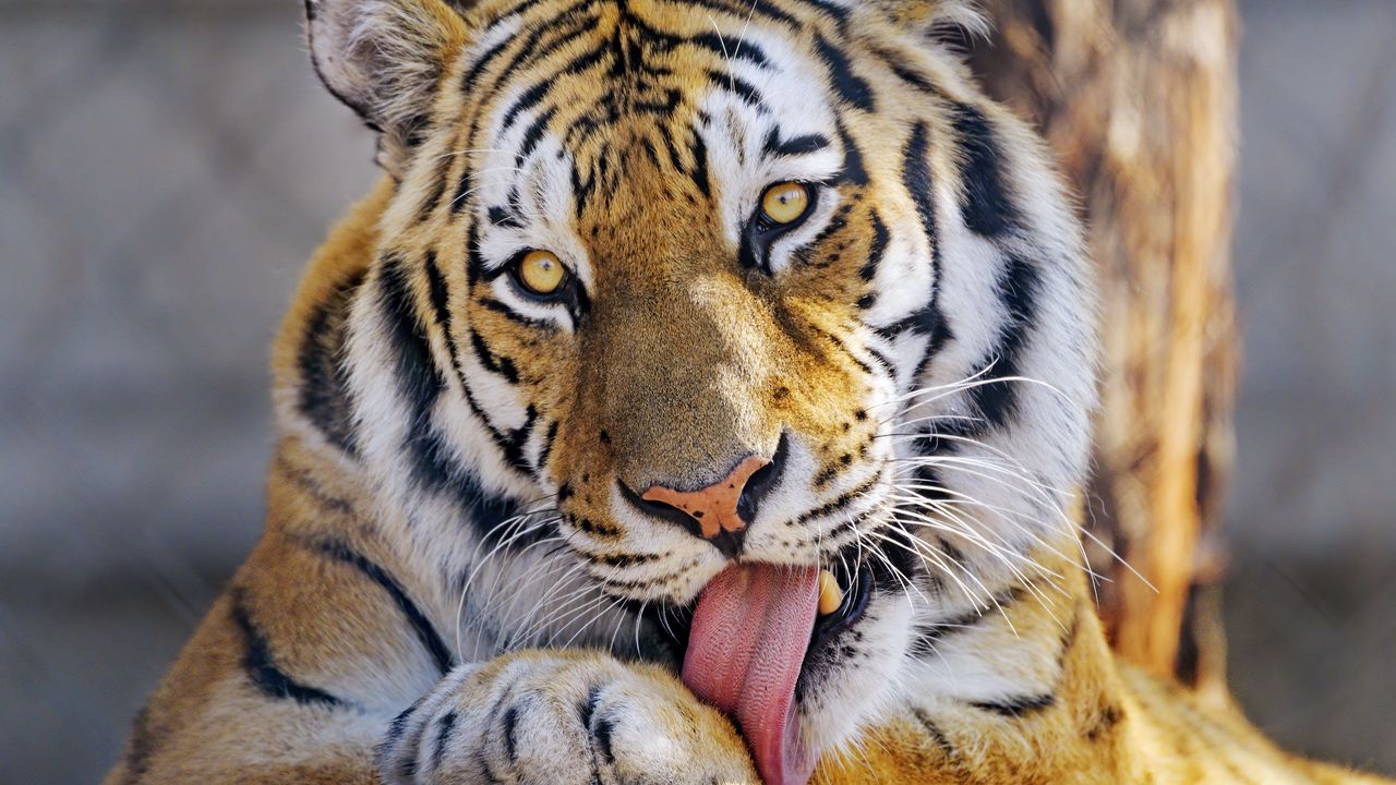 Wallpaper tiger, glance, animal, protruding tongue, big cat