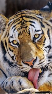 Preview wallpaper tiger, glance, animal, protruding tongue, big cat