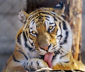 Preview wallpaper tiger, glance, animal, protruding tongue, big cat