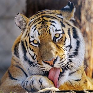 Preview wallpaper tiger, glance, animal, protruding tongue, big cat