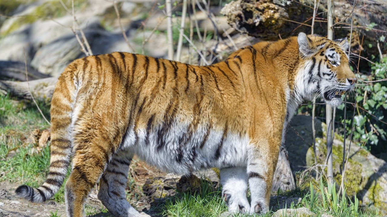 Wallpaper tiger, glance, animal, predator, big cat