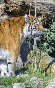Preview wallpaper tiger, glance, animal, predator, big cat
