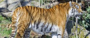 Preview wallpaper tiger, glance, animal, predator, big cat