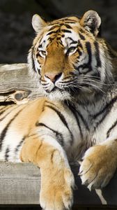 Preview wallpaper tiger, glance, animal, big cat