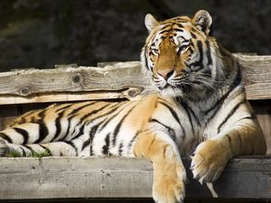 Preview wallpaper tiger, glance, animal, big cat