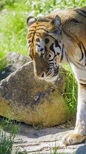 Preview wallpaper tiger, glance, animal, predator