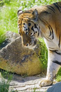 Preview wallpaper tiger, glance, animal, predator