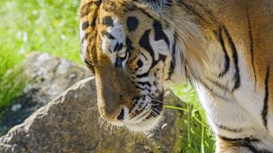 Preview wallpaper tiger, glance, animal, predator
