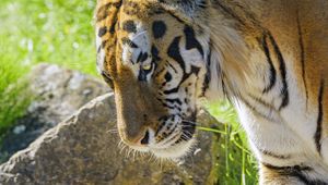 Preview wallpaper tiger, glance, animal, predator