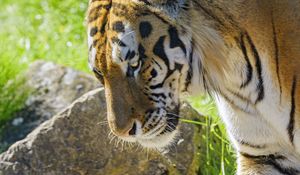 Preview wallpaper tiger, glance, animal, predator