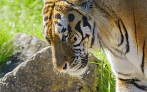 Preview wallpaper tiger, glance, animal, predator