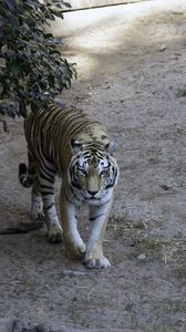 Preview wallpaper tiger, glance, animal, predator, tree