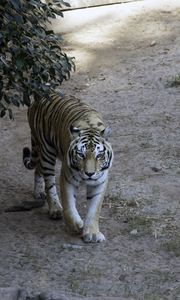 Preview wallpaper tiger, glance, animal, predator, tree