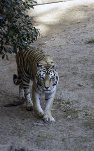 Preview wallpaper tiger, glance, animal, predator, tree