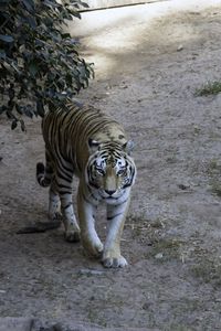 Preview wallpaper tiger, glance, animal, predator, tree