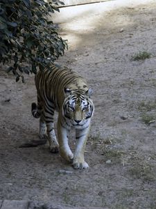 Preview wallpaper tiger, glance, animal, predator, tree
