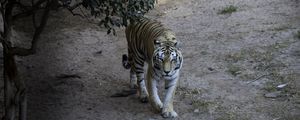 Preview wallpaper tiger, glance, animal, predator, tree