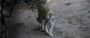 Preview wallpaper tiger, glance, animal, predator, tree