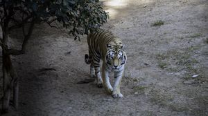 Preview wallpaper tiger, glance, animal, predator, tree