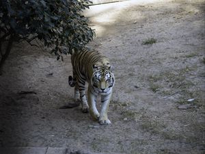 Preview wallpaper tiger, glance, animal, predator, tree