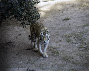 Preview wallpaper tiger, glance, animal, predator, tree