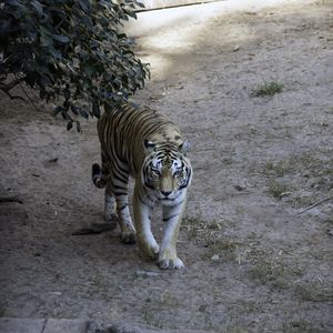 Preview wallpaper tiger, glance, animal, predator, tree