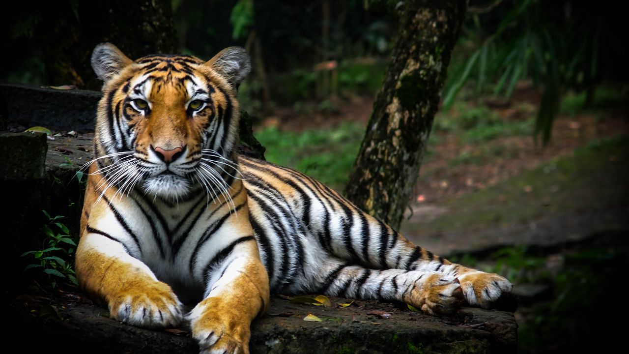 Wallpaper tiger, glance, big cat, predator, wildlife