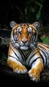 Preview wallpaper tiger, glance, big cat, predator, wildlife