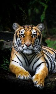 Preview wallpaper tiger, glance, big cat, predator, wildlife